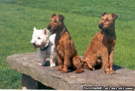 Irish Terrier Queen Mary, Buster Keaton mit Westi Moritz