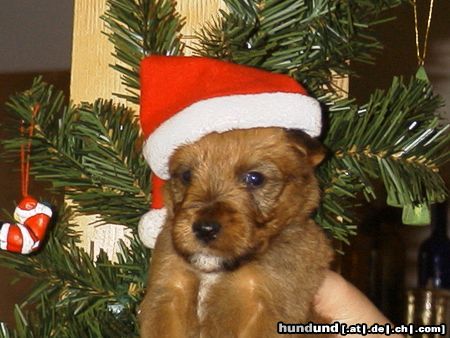 Irish Terrier Hunde Foto 7301 Irish Terrier Merry Xmas and a happy New Year