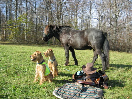 Irish Terrier Reitpause mit Inka & Giny