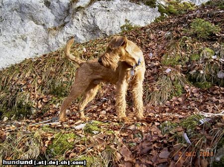 Irish Terrier Hunde Foto 7409 Irish Terrier