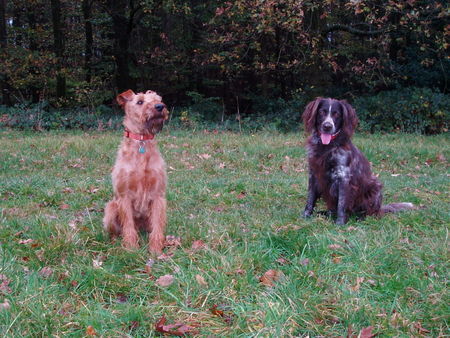 Irish Terrier Ronja und Freund Kai