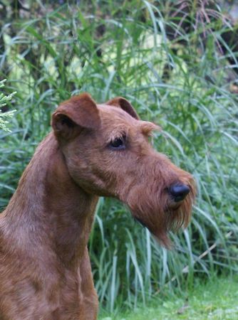 Irish Terrier Kilcavan Oberon at Montelle