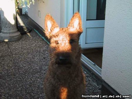 Irish Terrier Jamy !