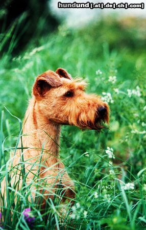 Irish Terrier Hunde Foto 5487 Irish Terrier Pepperoni von der Emsmühle - Weltsiegerin 2003
