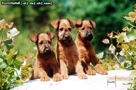 Irish Terrier Wir passen auf das uns hier keiner findet! Wir sind eben schlaue Irish Terrier von der Emsühle.