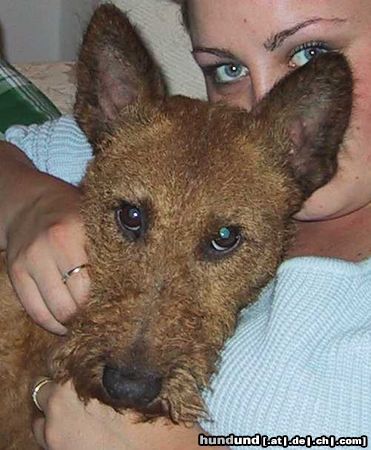 Irish Terrier Hunde Foto 6487 Irish Terrier Jamy en Tessa
