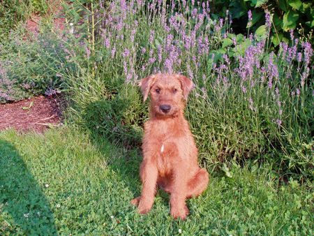 Irish Terrier Timba als Modell