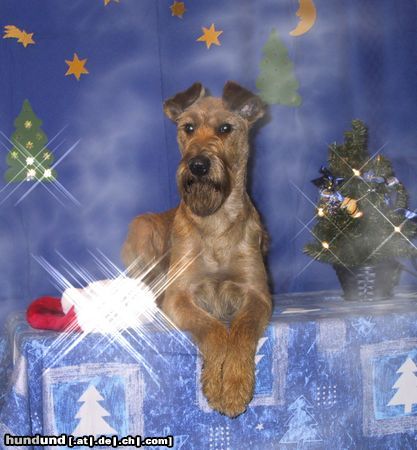 Irish Terrier Hunde Foto 7411 Irish Terrier Frohe Weihnacht