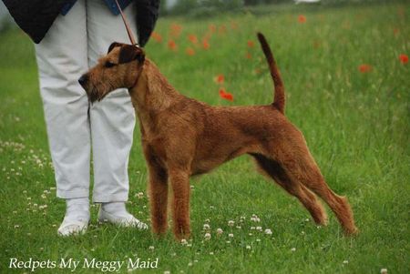 Irish Terrier Redpets My Meggy Maid