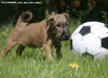 Irish Terrier Irish Terrier  10 Wochen alt