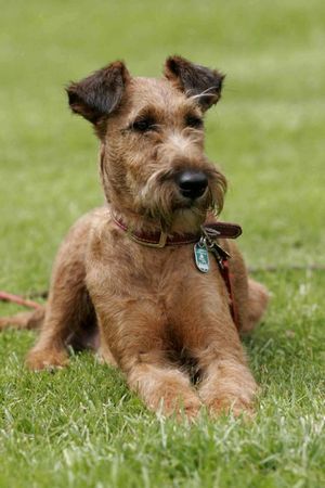 Irish Terrier Countess-Bernadette vom Haseland 