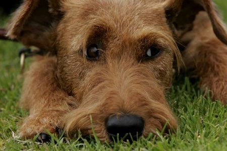 Irish Terrier Ann-Claire vom Haseland - erwartet den I-Wurf