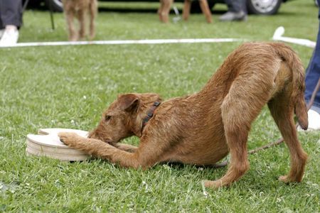 Irish Terrier Gräfin Claire vom Haseland 