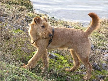 Irish Terrier Nico @ Cäsar von der Napoleonshöhe