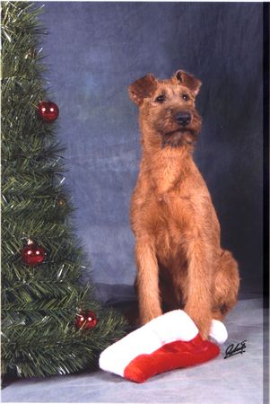 Irish Terrier Hunde Foto 1540 Irish Terrier Bangor von der Wachsenburg wartet auf das Christkind