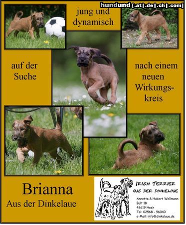 Irish Terrier Hunde Foto 45789 in höherer Auflösung ansehen Irish Terrier Irish Terrier 10 Wochen alt