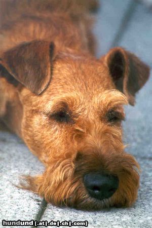 Irish Terrier Hunde Foto 22217 Irish Terrier Buster Keaton