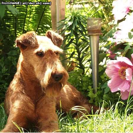Irish Terrier Chilli of Red Skies over Paradise