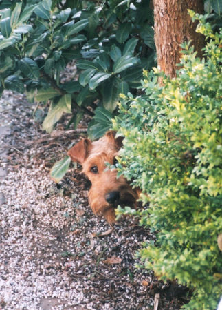 Irish Terrier Hunde Foto 26895 in höherer Auflösung ansehen Irish Terrier Gordy: