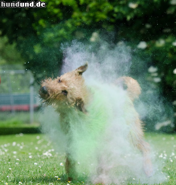 Irish Terrier Hunde Foto 47070 Irish Terrier Irish Terrier