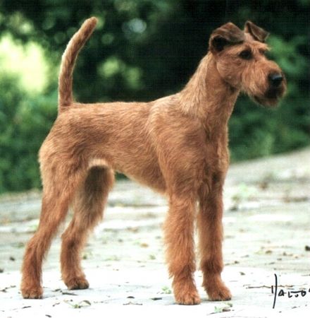 Irish Terrier Hunde Foto 1576 Irish Terrier La Palma von der Emsmühle