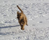 Irish Terrier Hund