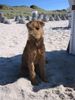 Irish Terrier Hund