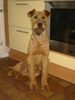 Irish Terrier Hund