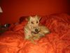Irish Terrier Hund
