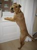 Irish Terrier Hund