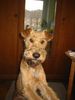 Irish Terrier Hund