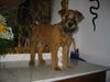 Irish Terrier Hund
