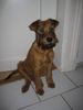 Irish Terrier Hund