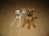 Irish Terrier Hund