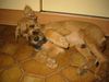 Irish Terrier Hund