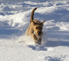 Irish Terrier Hund