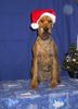 Irish Terrier Foto: Es Weihnachtet sehr (ID 16896) Irish Terrier Hund