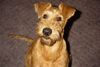 Irish Terrier Hund