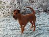 Irish Terrier Hund