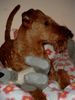 Irish Terrier Foto: Amelie (Rufus Orange Sweetie) beim Spielen (ID 17293) Irish Terrier Hund