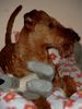 Irish Terrier Hund