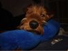Irish Terrier Hund