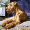Irish Terrier Hund