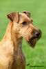 Irish Terrier Hund