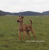 Irish Terrier Hund