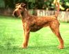 Irish Terrier Foto: Golden Gate von der Wolfsquelle (ID 1581) Irish Terrier Hund
