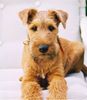 Irish Terrier Hund