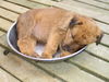 Irish Terrier Hund