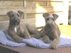 Irish Terrier Hund