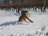 Irish Terrier Hund